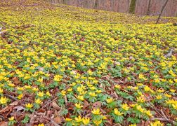 Winterlinge   Wanderung Im Jenaer Rautal 2020 0005